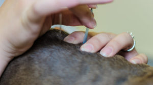 close up of dog receiving acupuncture