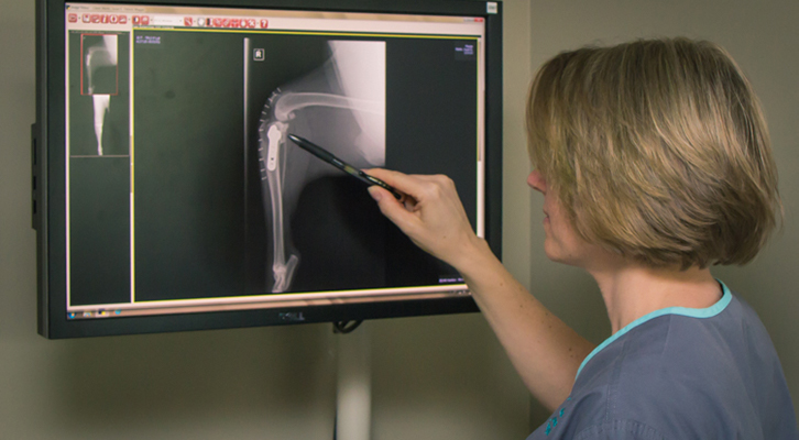 vet tech looking at an xray pointing with pen