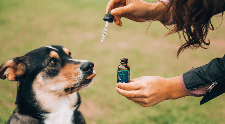 Dog-with-Drops