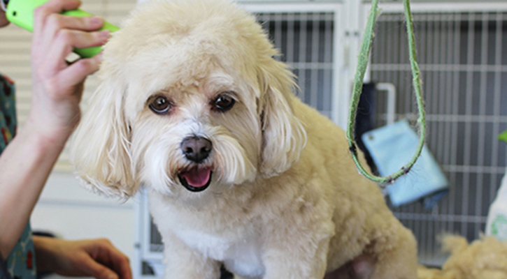 Grooming white dog looking at camera while it is being groomed