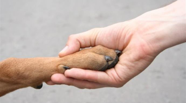 dog paw and human hand shaking hands