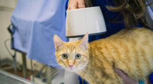 orange cat looking at camera as they're being microchipped