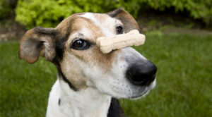 dog balancing a treat on his nose looking at camera