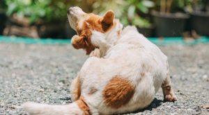 orange and white dog sitting outside scratching himself