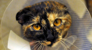 calico cat in cone close up shot looking into camera