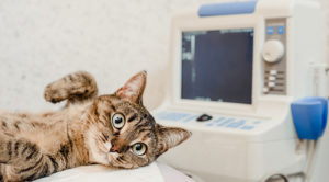 wide-eyed brown cat laying on exam table with ultrasound machine in the background