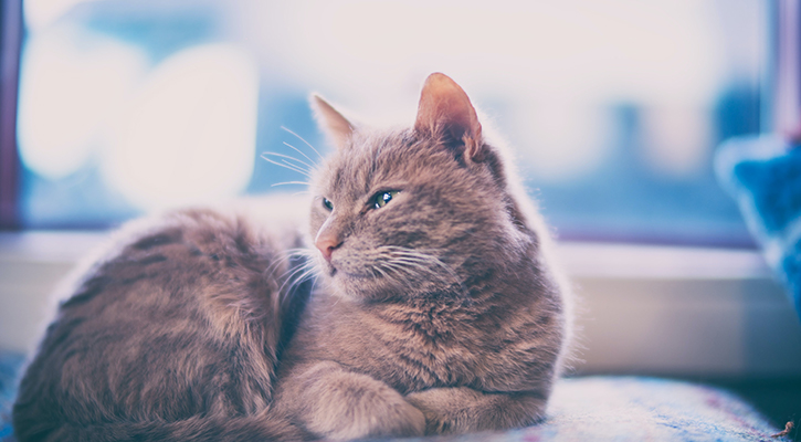 senior-wellness cat laying down looking sleepy