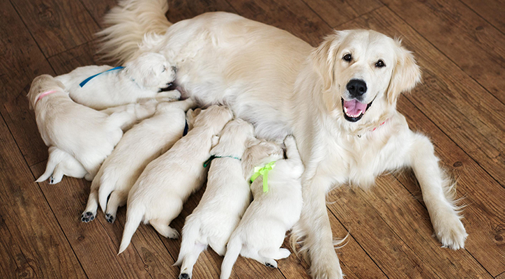 spay-neuter spay-neuter