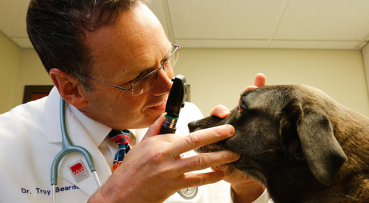 veterinarian checking dogs eyes during routine preventative care exam