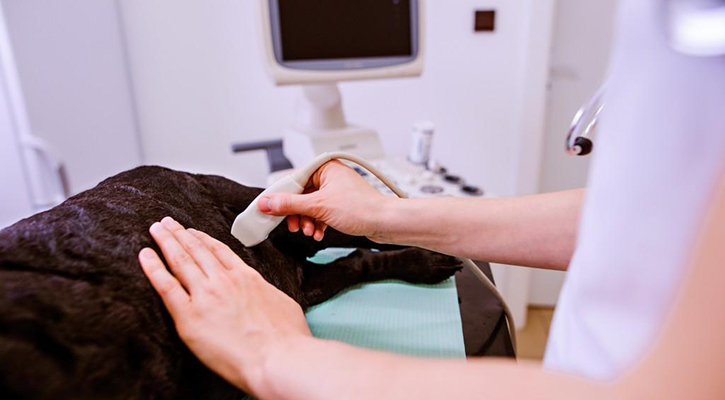 Ultrasonography-1024x681-1 Ultrasonography-1024x681-1