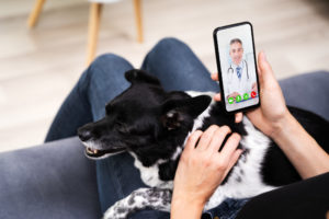 Web Video Conference Call With Doctor On Smartphone